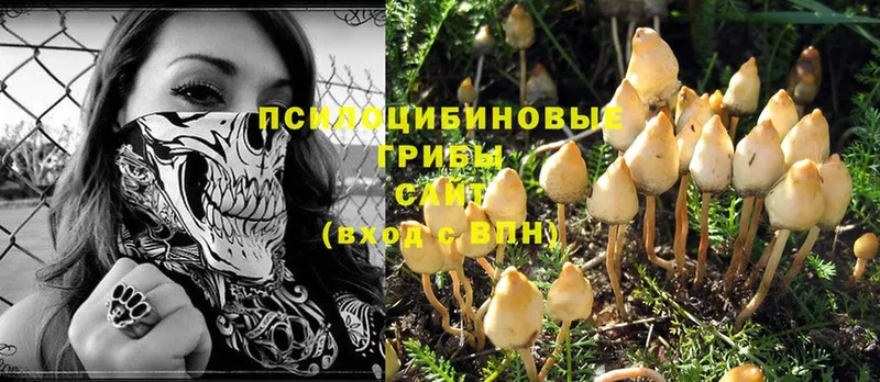 хочу   Калязин  Галлюциногенные грибы Psilocybine cubensis 